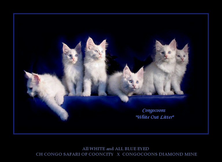image of rare all white maine coon litter