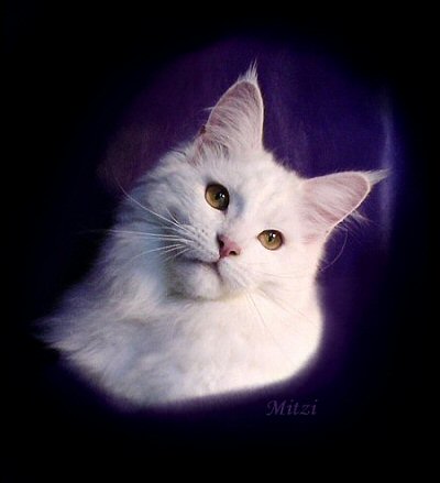 image of a gold eyed white maine coon cat