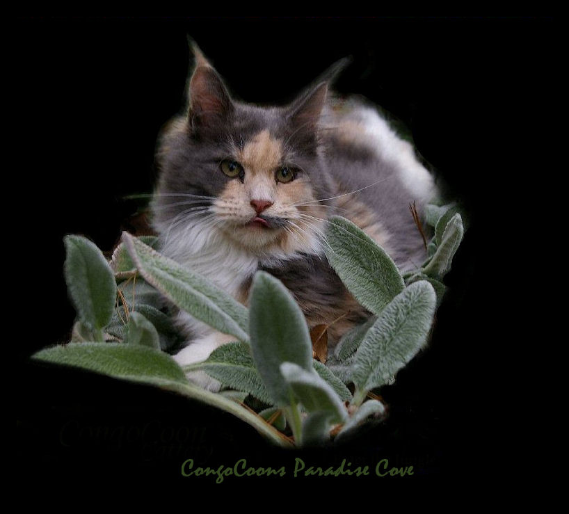 image of a beautifully colored maine coon cat