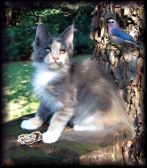 image of a maine coon cat with bird