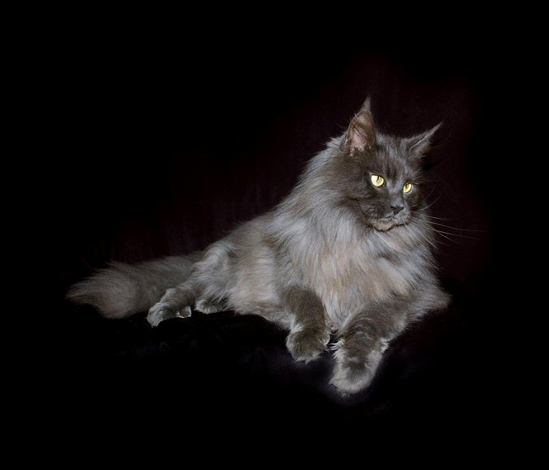 image of a champion maine coon cat named rafiki