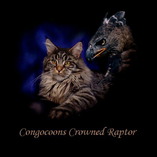 image of a mean looking maine coon cat named raptor