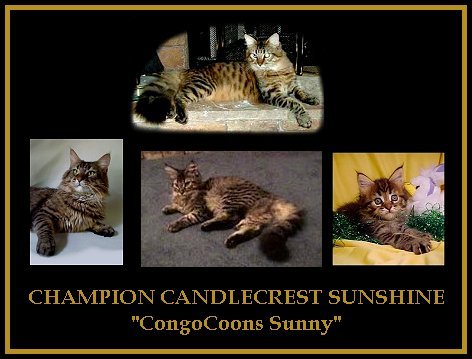 image collage of a brown mackerel maine coon stud cat now retired
