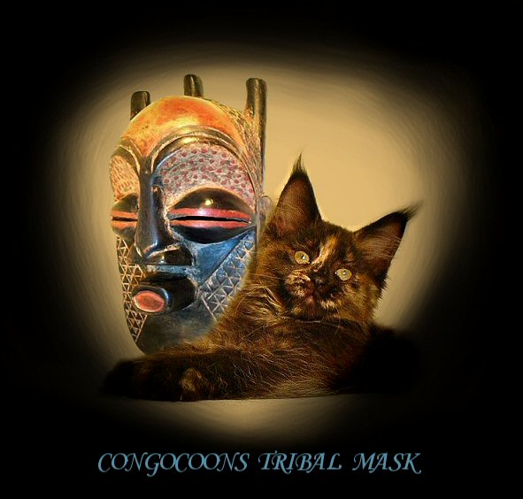 a maine coon cat named tribal mask