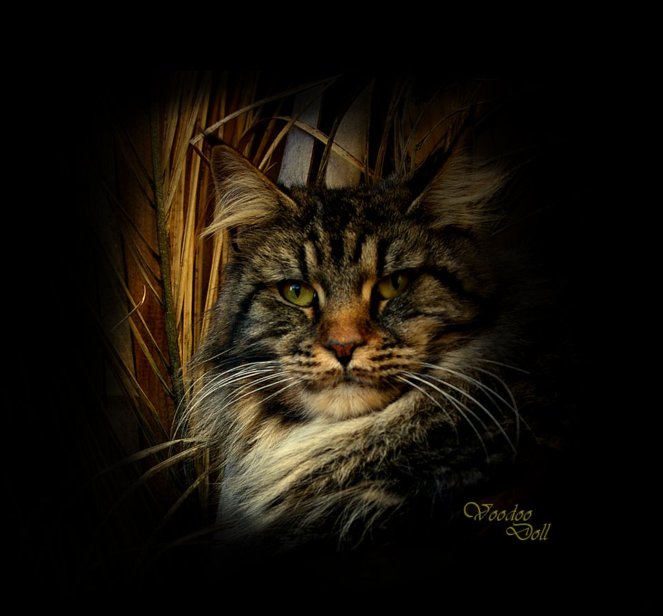 image of a brown tabby maine coon close up of face