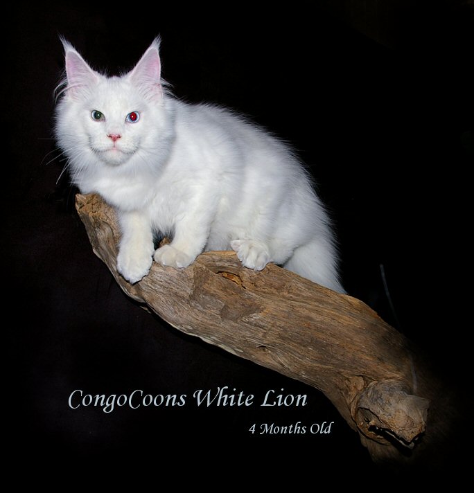 image of a champion white maine coon from congocoon cattery