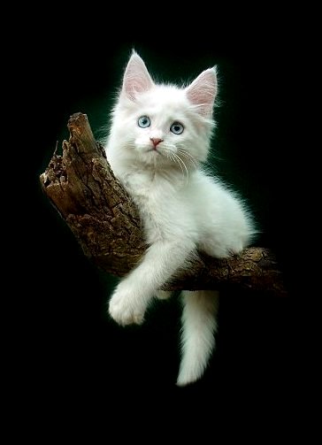 Images of maine coon kittens