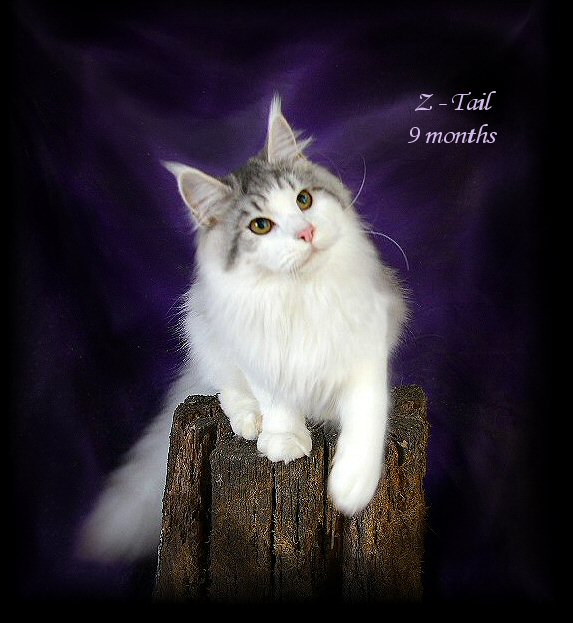 image of a silver maine coon cat at nine months old