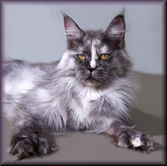 image of a smoke tortie poly toed maine coon cat