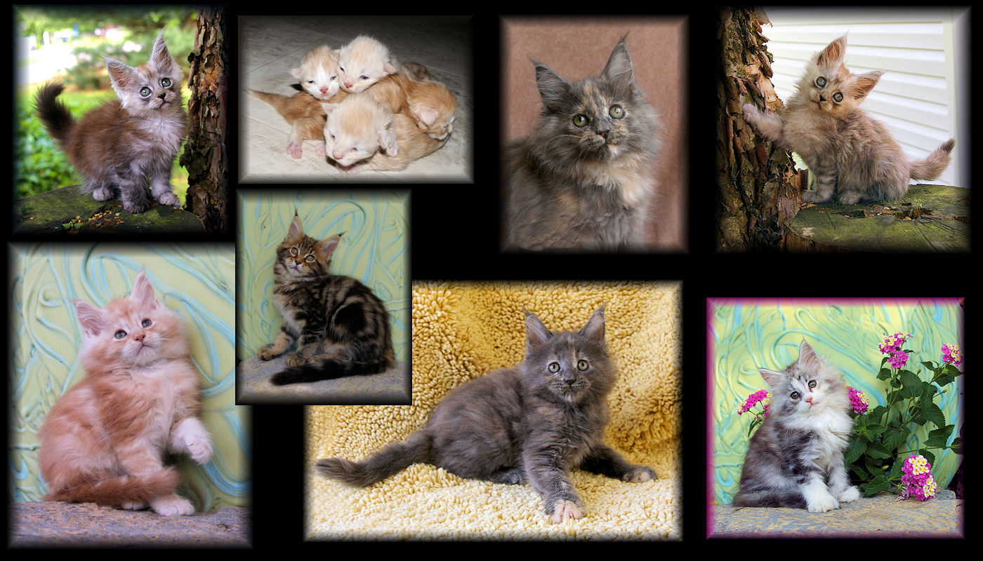 images of maine coon kittens