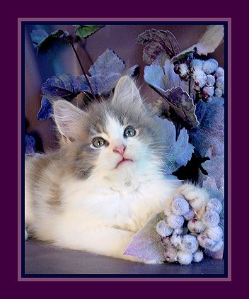 Welcome to our Photo Gallery of Maine Coon Kitens