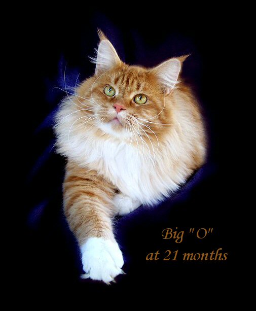 picture of a red maine coon cat