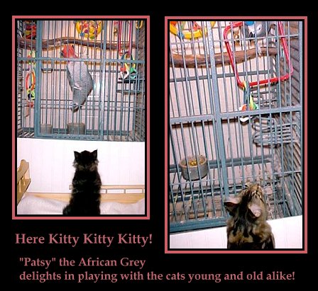 image of maine coon kittens with african grey parrot